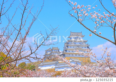 兵庫県姫路市、満開の桜と姫路城の風景 125035215