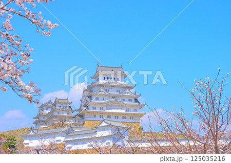 兵庫県姫路市、満開の桜と姫路城の風景 125035216