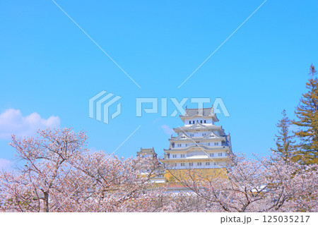 兵庫県姫路市、満開の桜と姫路城の風景 125035217