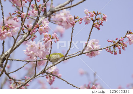 桜の蜜を吸うかわいいメジロ 桜の蜜を吸うかわいいメジロ 125035322