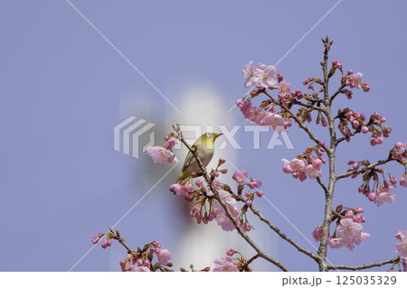 桜の蜜を吸うかわいいメジロ 桜の蜜を吸うかわいいメジロ 125035329