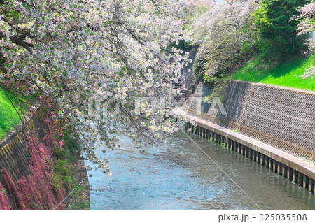 川面に向かって枝をのばす桜 125035508