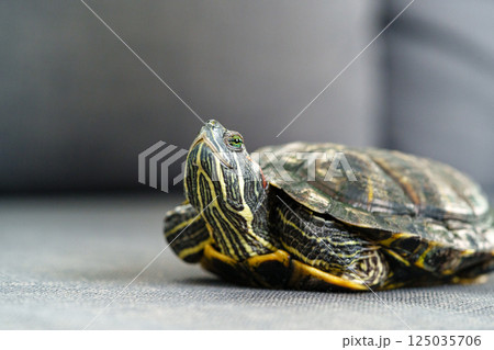 Turtle resting on a soft surface during daytime indoors 125035706