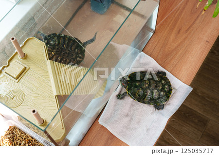 Turtle relaxing on a towel beside an aquarium while observing its reflection in the water 125035717