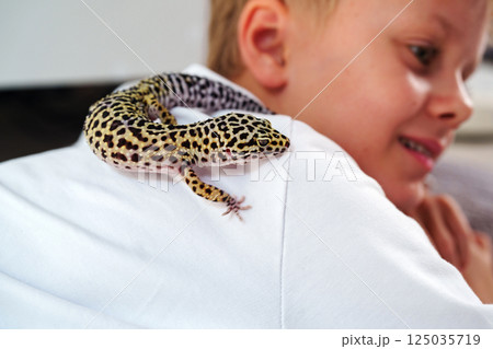 Child interacts with leopard gecko on their shoulder at home during a sunny afternoon 125035719
