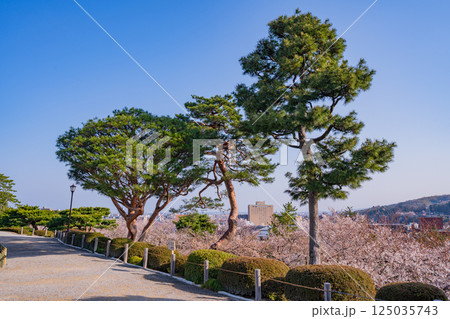 （石川県）桜が咲いた兼六園から見る金沢の街 125035743