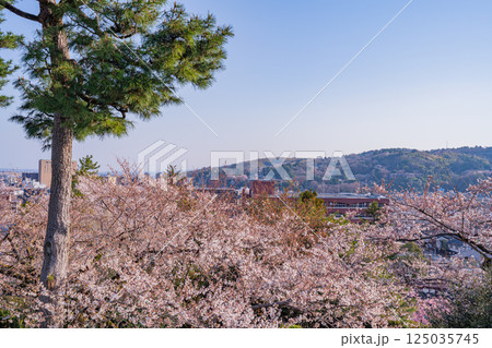 (石川県)桜が咲いた兼六園から見る金沢の街 (石川県)桜が咲いた兼六園から見る金沢の街 125035745