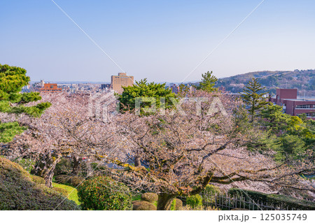 (石川県)桜が咲いた兼六園から見る金沢の街 (石川県)桜が咲いた兼六園から見る金沢の街 125035749