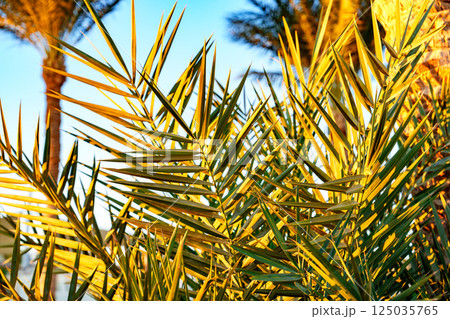 Lush palm fronds swaying gently under a clear sky at sunset near serene waters 125035765