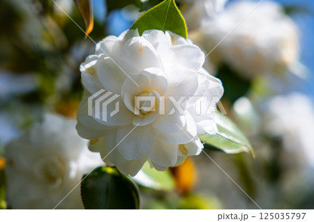 白いツバキ 白いツバキ 125035797
