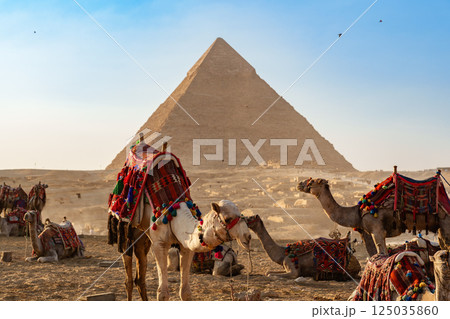 Camel caravan resting near Great Pyramid at Giza during sunset with colorful decorations and desert landscape Camel caravan resting near Great Pyramid at Giza during sunset with colorful decorations and desert landscape 125035860