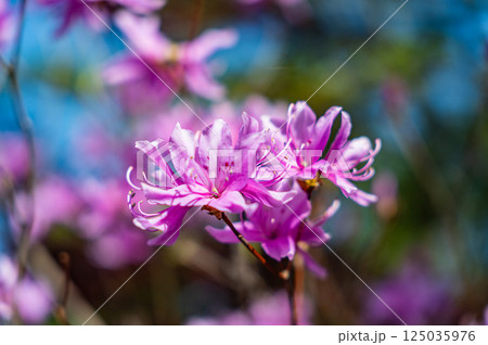 可憐な花 カラムラサキツツジ 可憐な花 カラムラサキツツジ 125035976