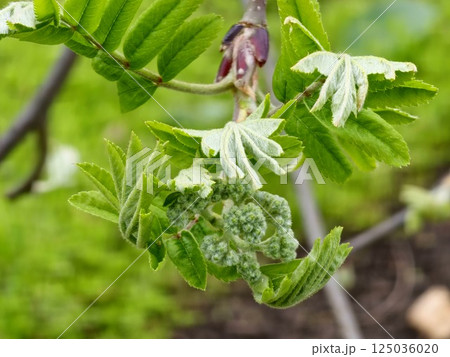 Spring branch off Rowan tree Sorbus aucuparia with green leaves on blurred natural background 125036020
