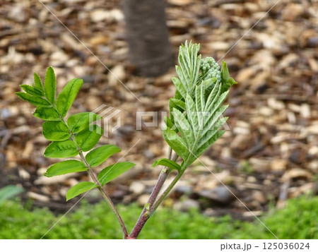 Young branch of rowan tree with fresh young green leaves. Sorbus in Latin Young branch of rowan tree with fresh young green leaves. Sorbus in Latin 125036024
