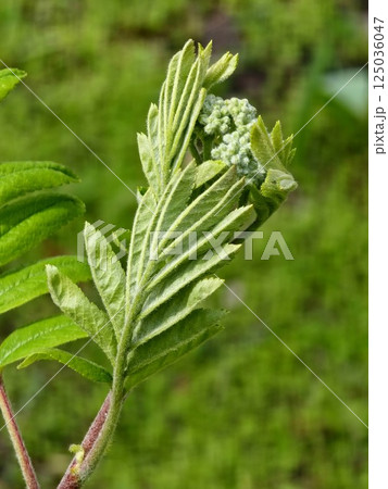 A young branch of a rowan tree with fresh young green leaves. Sorbus in Latin 125036047