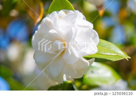 白い椿 白い椿 125036110