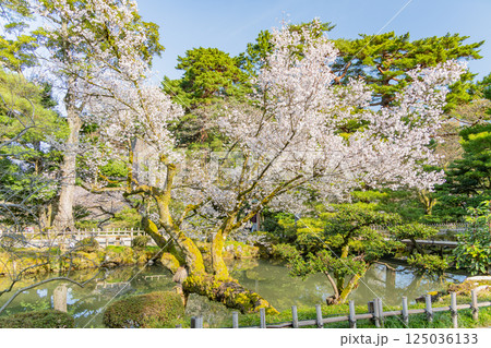 （石川県）桜が咲いた兼六園　瓢池 125036133
