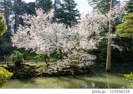 (石川県)桜が咲いた兼六園 瓢池 (石川県)桜が咲いた兼六園 瓢池 125036134
