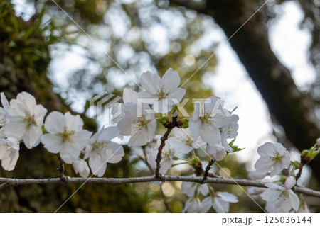 妻沼聖天山の桜 妻沼聖天山の桜 125036144