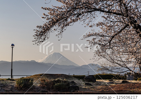 朝日に染まる桜と富士 125036217