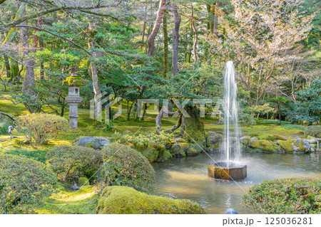 (石川県)桜が咲いた兼六園 噴水 (石川県)桜が咲いた兼六園 噴水 125036281