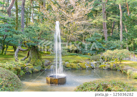 (石川県)桜が咲いた兼六園 噴水 (石川県)桜が咲いた兼六園 噴水 125036282
