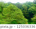 綺麗な緑の森林 125036336