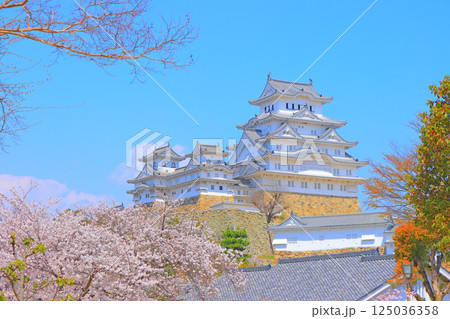 兵庫県姫路市、満開の桜と姫路城の風景 125036358