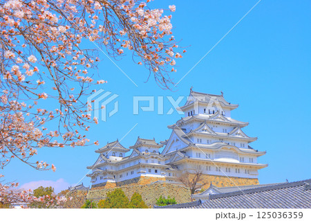 兵庫県姫路市、満開の桜と姫路城の風景 125036359