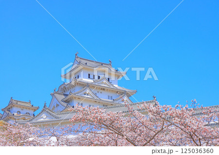 兵庫県姫路市、満開の桜と姫路城の風景 125036360