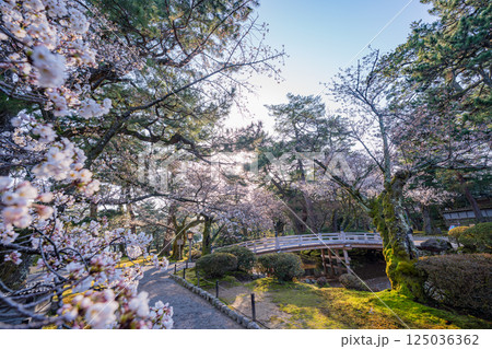 (石川県)桜が咲いた兼六園 花見橋 (石川県)桜が咲いた兼六園 花見橋 125036362