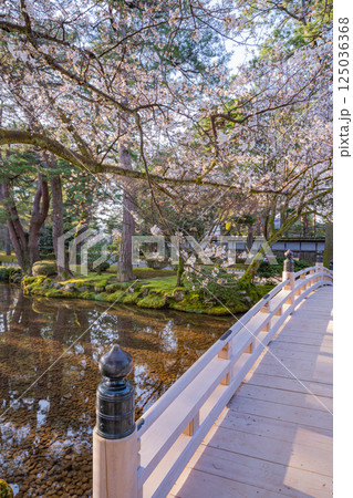 (石川県)桜が咲いた兼六園 花見橋 (石川県)桜が咲いた兼六園 花見橋 125036368