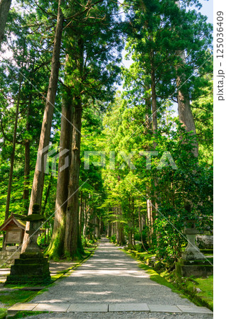 緑の参道、日本の美しい風景 125036409