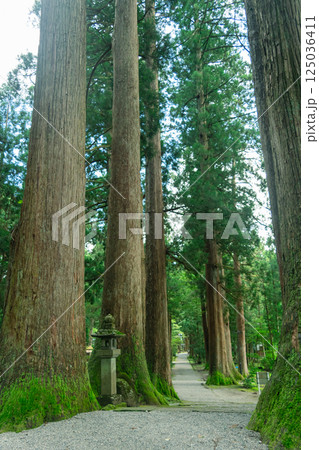 木漏れ日の散歩道、静寂に包まれて 125036411