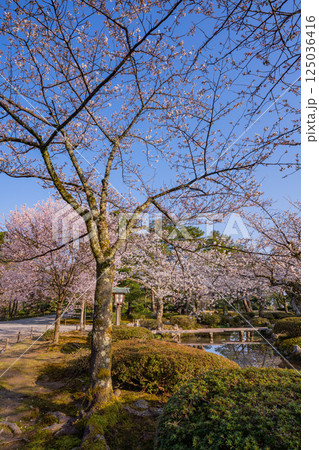 (石川県)春の兼六園 (石川県)春の兼六園 125036416