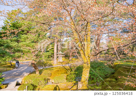 (石川県)春の兼六園 (石川県)春の兼六園 125036418