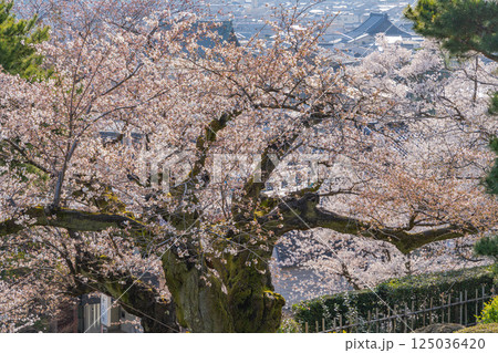 (石川県)春の兼六園 (石川県)春の兼六園 125036420