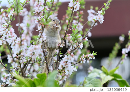 花を食べるシマリス　ユスラウメの木　春の素材 125036439
