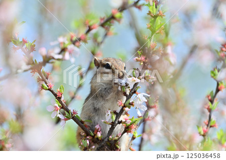 ユスラウメの花を食べるシマリス 春の素材 ユスラウメの花を食べるシマリス 春の素材 125036458