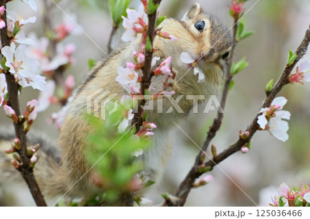 ユスラウメの花を食べるシマリスのアップ　春の素材 125036466