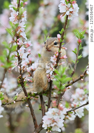 ユスラウメの木に登るシマリス 春の素材 ユスラウメの木に登るシマリス 春の素材 125036467