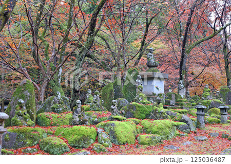 大寧寺の紅葉 大寧寺の紅葉 125036487