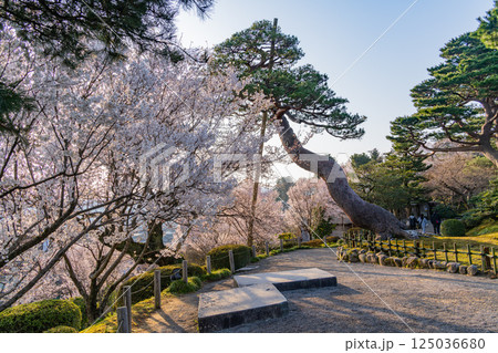 （石川県）春の兼六園　散策路の松 125036680