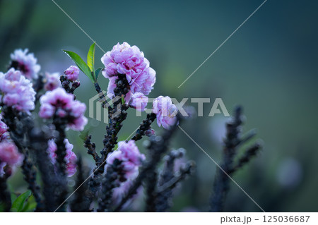Close-up of soft pink cherry blossom flowers blooming in early morning light. 125036687