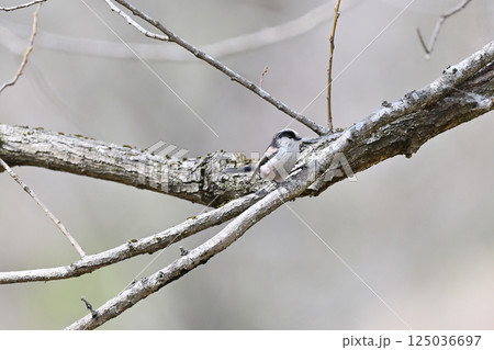 エナガ　クモの巣で巣作り中 125036697