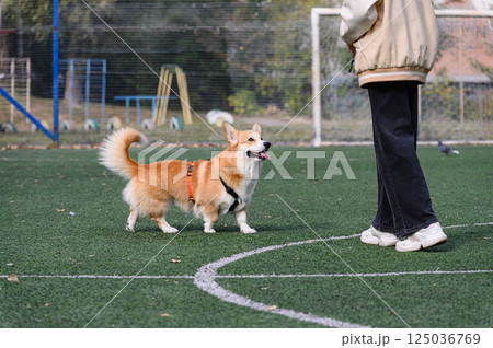 Corgi dog being trained by owner on green turf outdoors. 125036769