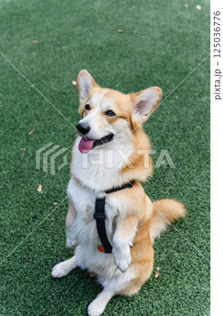 Corgi dog sitting upright on hind legs like a bunny. Corgi dog sitting upright on hind legs like a bunny. 125036776