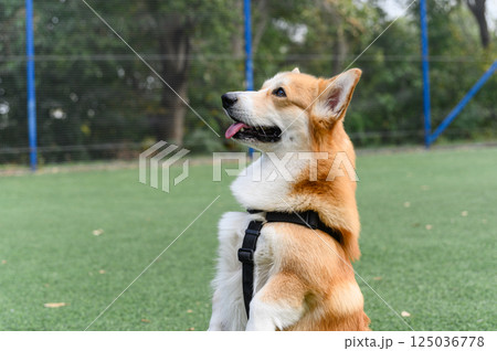 Corgi dog sitting upright on hind legs like a bunny. Corgi dog sitting upright on hind legs like a bunny. 125036778