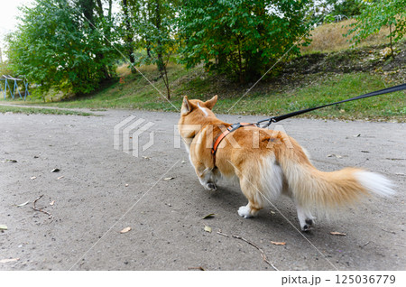 Corgi dog pulling leash during walk in park from behind. Corgi dog pulling leash during walk in park from behind. 125036779