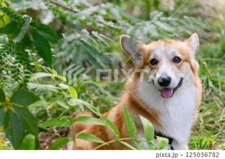 Happy corgi dog with tongue out sitting among lush green plants in the forest. 125036782